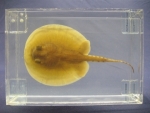 Foto Galerie/Myliobatiformes/Potamotrygon sp_01_SS.jpg